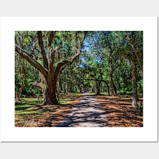 Cumberland Island National Seashore Posters and Art